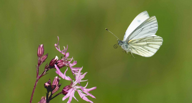 Green-veined White. Edmund Fellowes / BTO Green-veined White. Edmund Fellowes / BTO