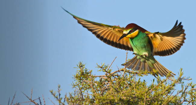 Bee-eater. David Tipling / birdphoto.co.uk Bee-eater. David Tipling / birdphoto.co.uk