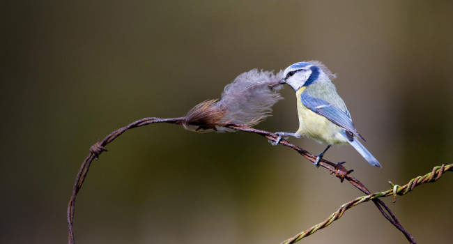 Blue Tit. Edmund Fellowes