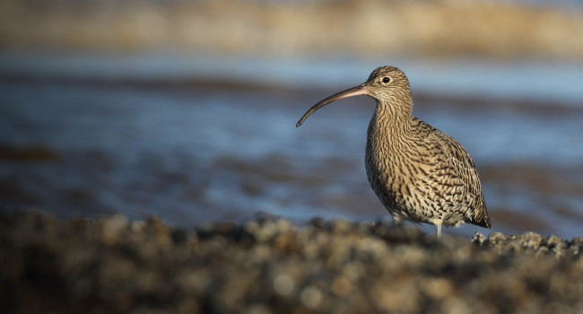 Curlew. Liz Cutting Curlew. Liz Cutting