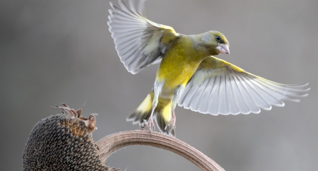 Greenfinch. Manuel@adobestock Greenfinch. Manuel@adobestock