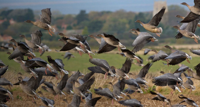 Pink-footed Goose. Chris Knights Pink-footed Goose. Chris Knights