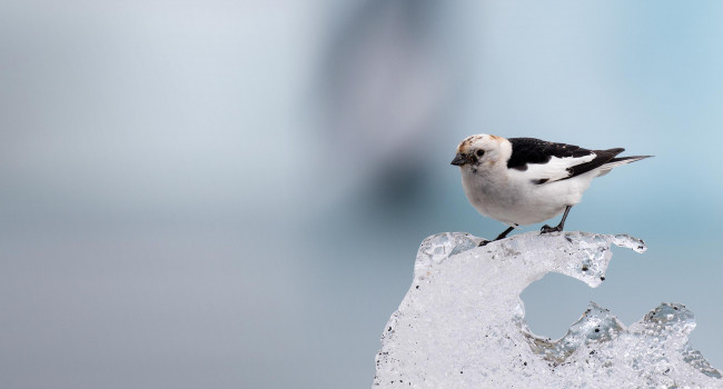 Snow Bunting. Liz Cutting