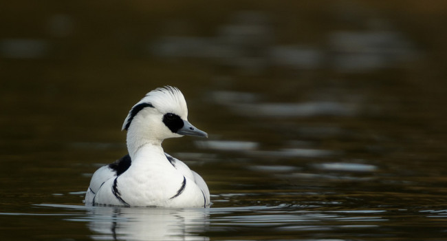 Smew. Sarah Kelman / BTO Smew. Sarah Kelman / BTO
