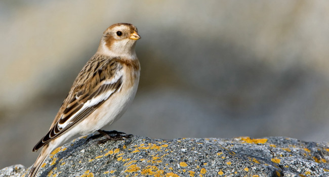Snow Bunting. Paul Hillion / BTO Snow Bunting. Paul Hillion / BTO