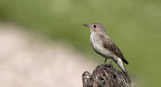 Spotted Flycatcher. Photograph by John Harding Spotted Flycatcher. Photograph by John Harding