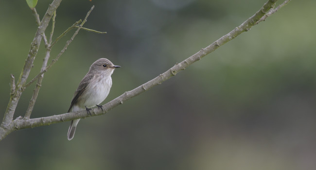 Spotted Flycatcher, Scott Mayson spotted_flycatcher_4.jpg