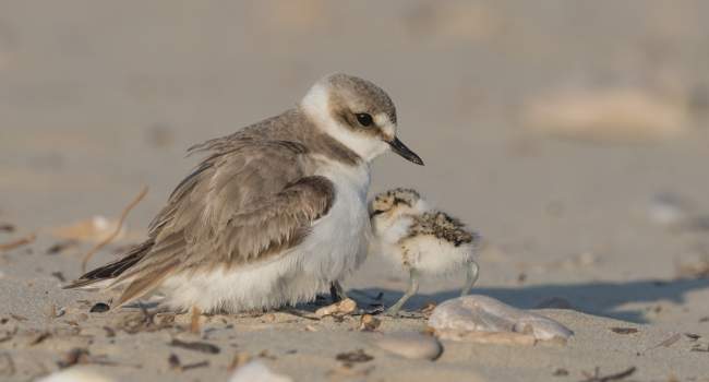 Kentish Plover (by vinx83 / Adobe Stock) Kentish Plover (by vinx83 / Adobe Stock)