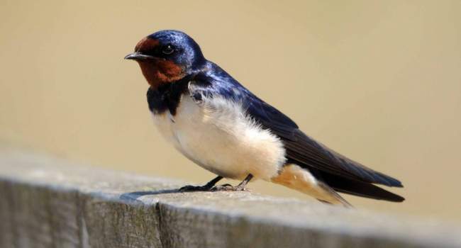 Swallow by Amy Lewis