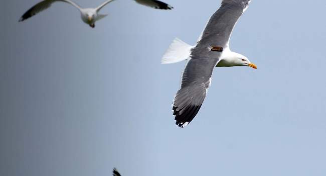 Tagged Lesser Black-backed Gull. Gary Clewley