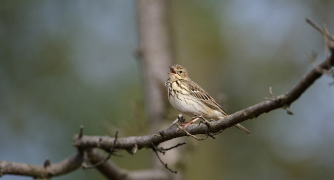 Tree Pipit. Graham Catley / BTO Tree Pipit. Graham Catley / BTO