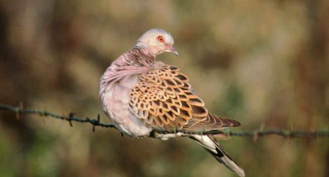 Turtle Dove by Mike Weston Turtle Dove by Mike Weston