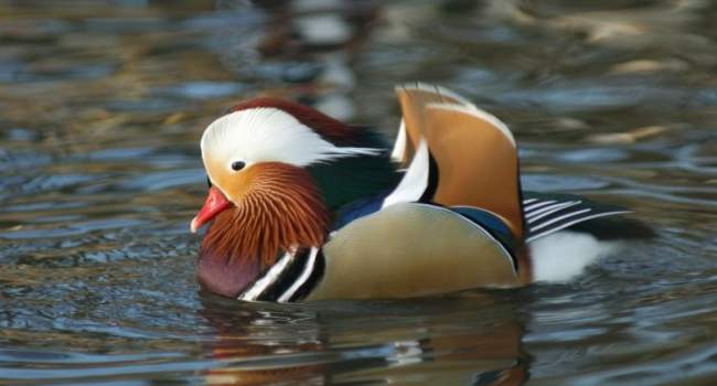 Mandarin Duck. Photograph by Neil Calbrade Mandarin Duck. Photograph by Neil Calbrade