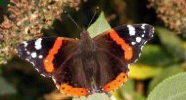 Red Admiral by John Harding