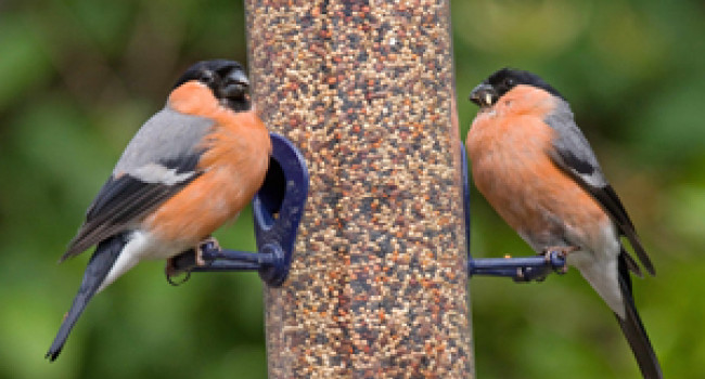 Bullfinch. Photograph by John Harding