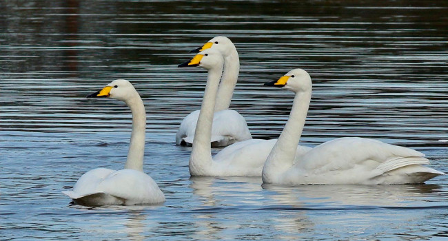 Whooper Swans. Tom Cadwallender Whooper Swans. Tom Cadwallender