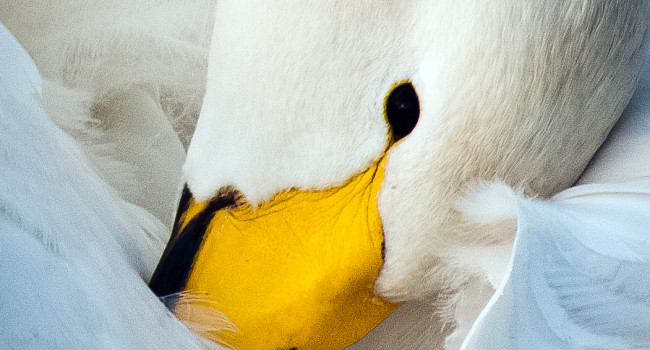 Whooper Swan. Sarah Kelman / BTO