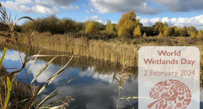 A blog for World Wetlands Day 2024, on 2 February. 