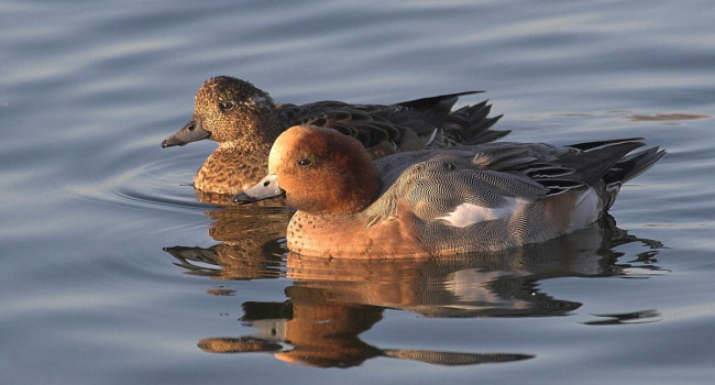 Wigeon By Jill Pakenham