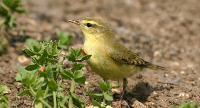 Willow Warbler, photograph by Jill Pakenham