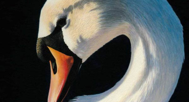 Waterbirds in the UK Report 2018 / 19 Waterbirds in the UK Report 2018 / 19