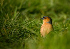 Chaffinch. Tom Streeter