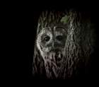 Tawny Owl