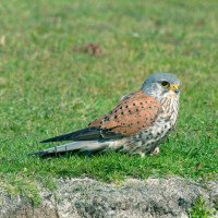 Kestrel, John Harding Kestrel, John Harding