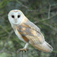Barn Owl, Neil Calbrade Barn Owl, Neil Calbrade