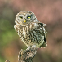 Little Owl, Edmund Fellowes Little Owl, Edmund Fellowes