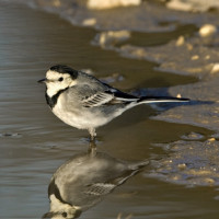 Pied/White Wagtail, Chris Knights Pied/White Wagtail, Chris Knights