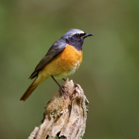 Redstart, Edmund Fellowes Redstart, Edmund Fellowes