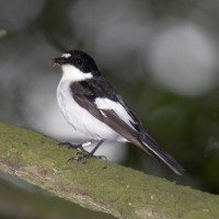 Pied Flycatcher, John Harding Pied Flycatcher, John Harding