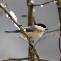 Willow Tit, Graham Catley Willow Tit, Graham Catley