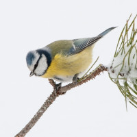 Blue Tit, Sarah Kelman Blue Tit, Sarah Kelman