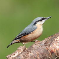 Nuthatch, Sarah Kelman Nuthatch, Sarah Kelman