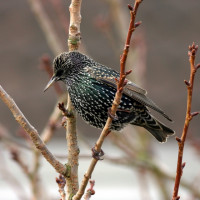 Starling, Allan Drewitt Starling, Allan Drewitt