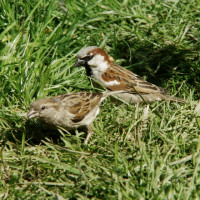 House Sparrow, John Harding House Sparrow, John Harding
