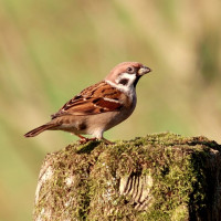 Tree Sparrow, Adam Jones Tree Sparrow, Adam Jones