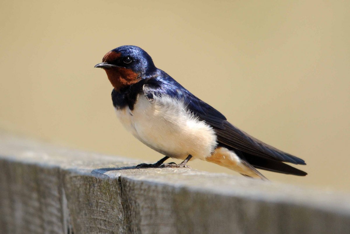 Swallow by Amy Lewis Swallow by Amy Lewis