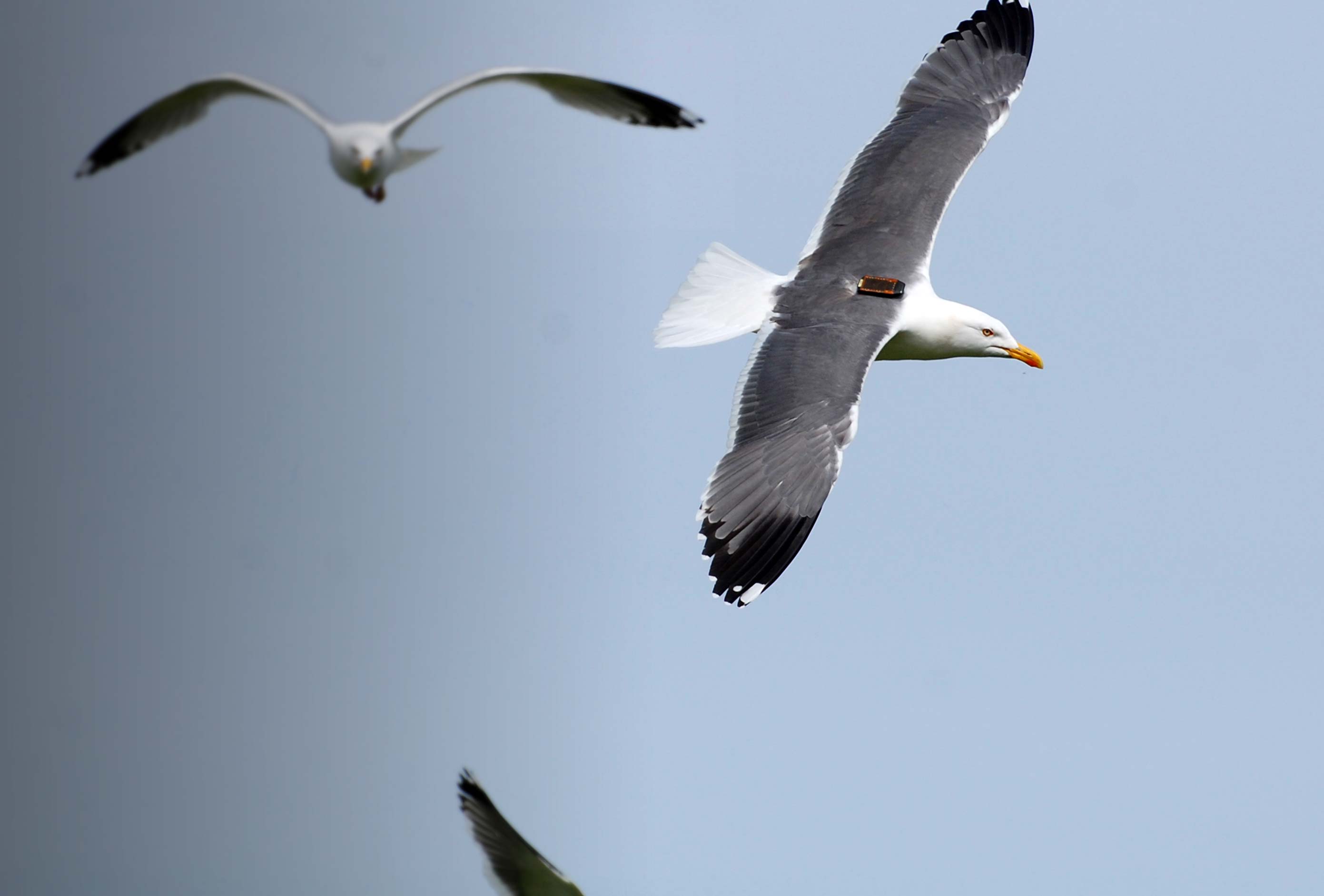Tagged Lesser Black-backed Gull. Gary Clewley Tagged Lesser Black-backed Gull. Gary Clewley