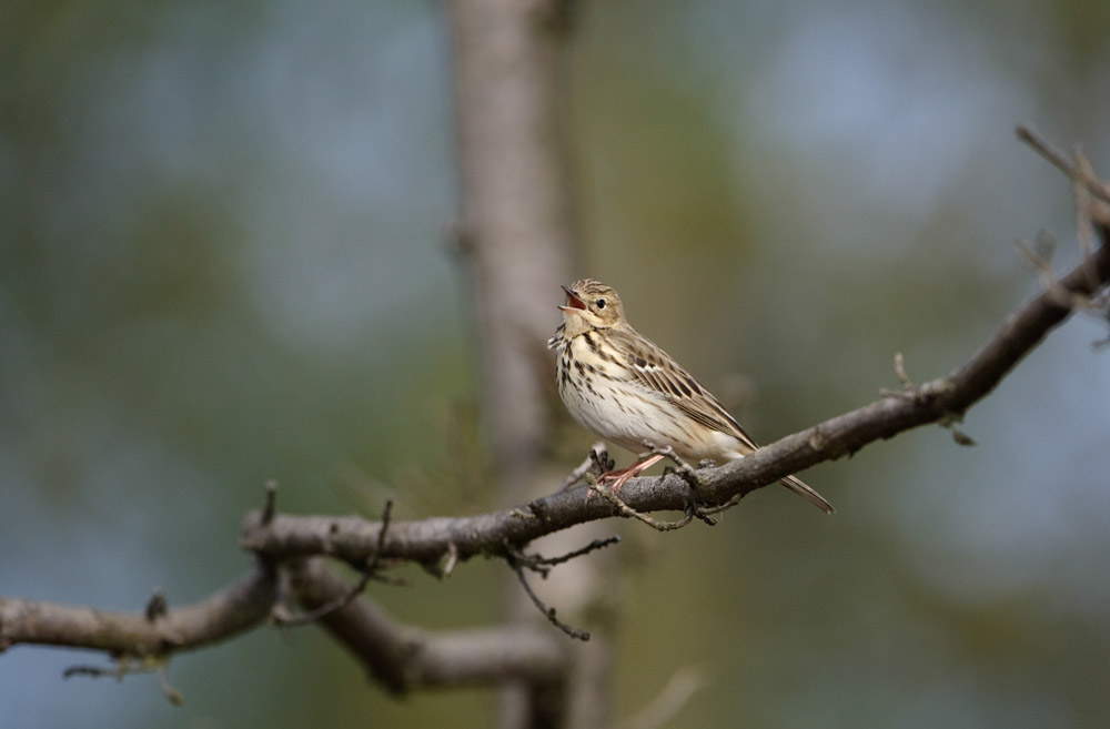Tree Pipit. Graham Catley / BTO Tree Pipit. Graham Catley / BTO