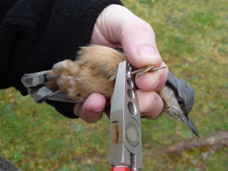 Nuthatch (Dawn Balmer)