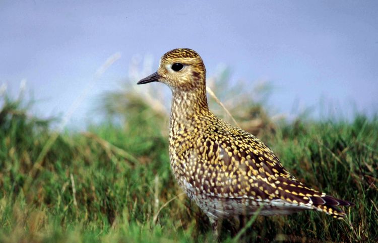 Golden Plover by Tommy Holden
