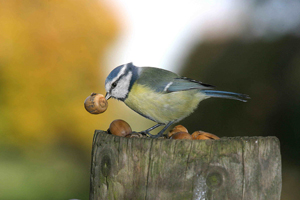 Blue Tit by John Harding