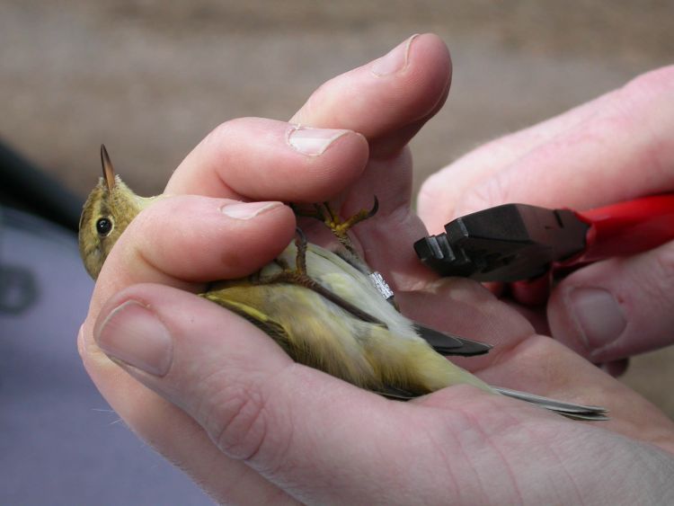 Ringing a Chiffchaff. Photograph by Dawn Balmer Ringing a Chiffchaff. Photograph by Dawn Balmer