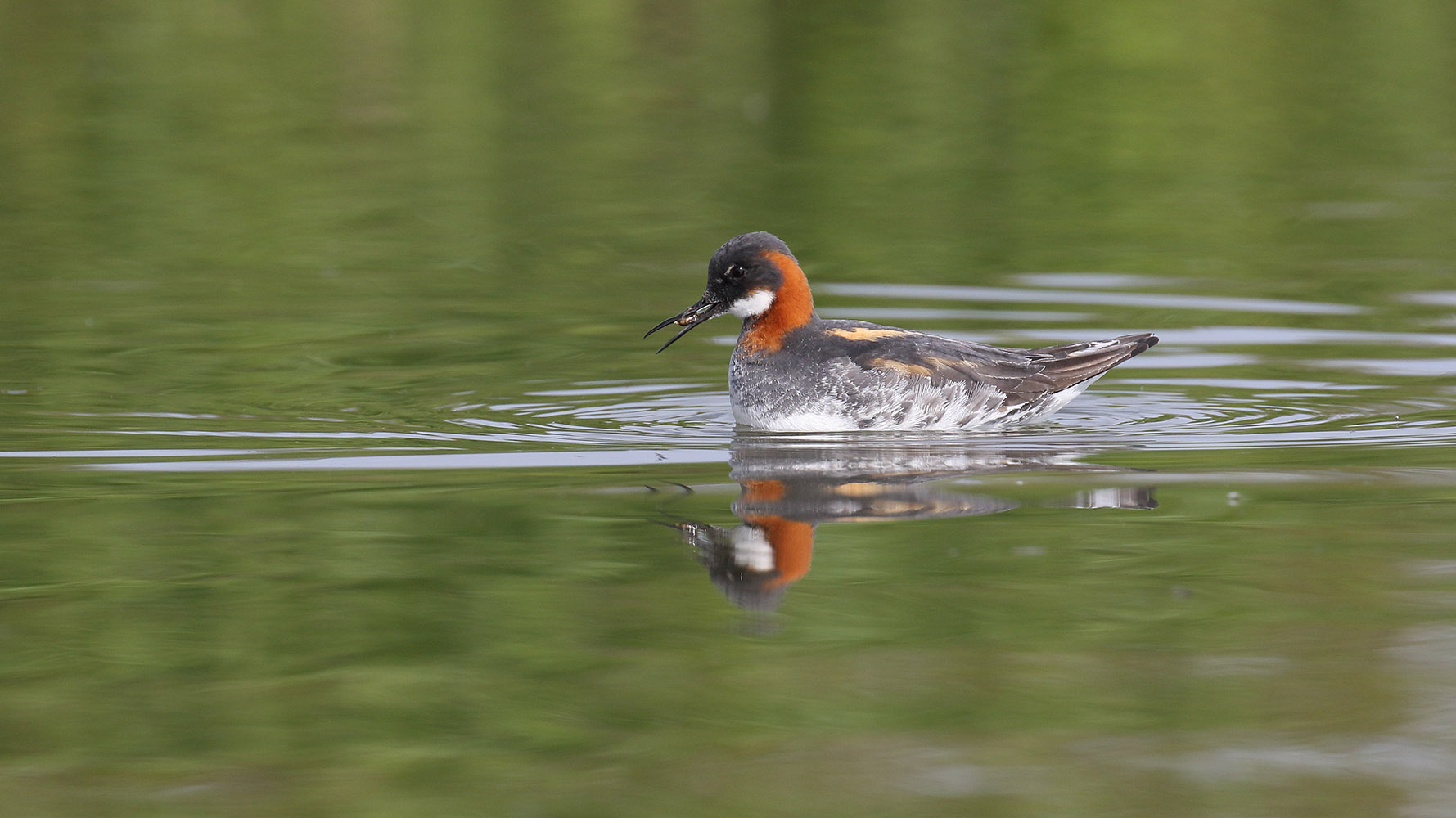 Red-necked Phalarope. Liz Cutting / BTO Red-necked Phalarope. Liz Cutting / BTO