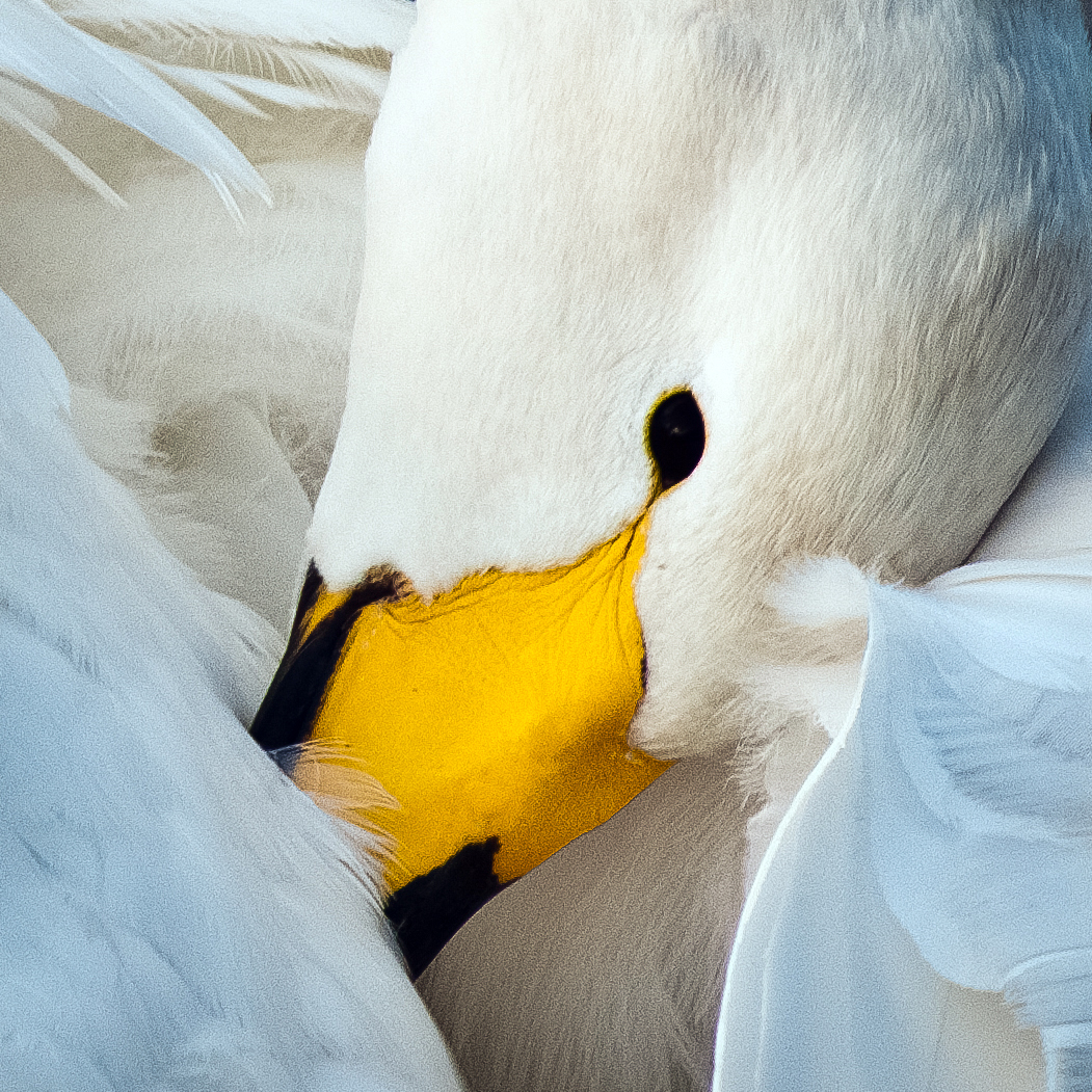 Whooper Swan. Sarah Kelman / BTO Whooper Swan. Sarah Kelman / BTO