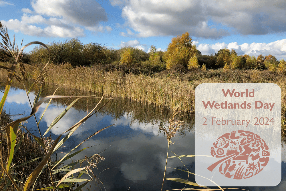 Wicken Fen, by Ian Driscoll A blog for World Wetlands Day 2024, on 2 February.
