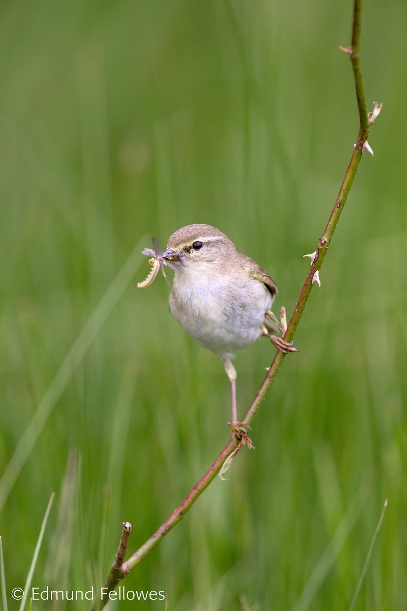 Willow Warbler Willow Warbler